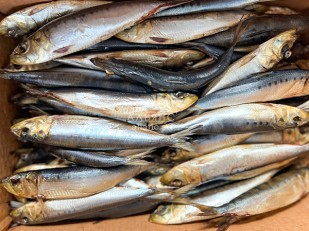 Семечки: Сельдь Иваси х\к